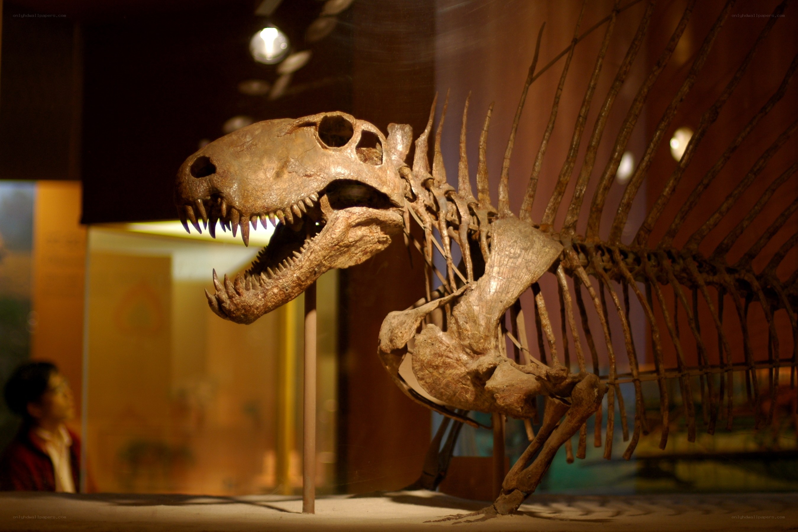 Dinosaur skeleton on display
