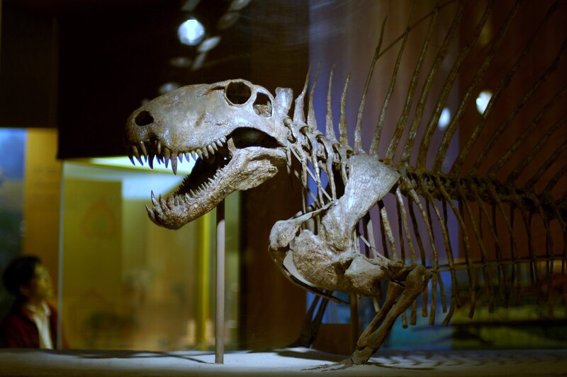 Dinosaur Skeleton