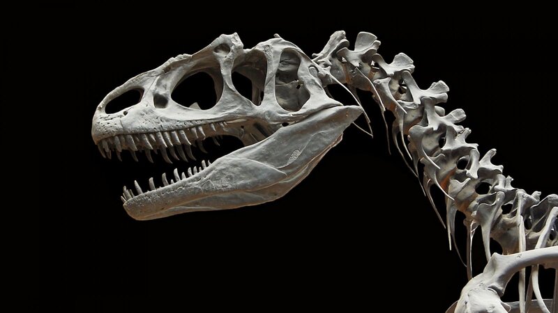 Dinosaur Skeleton — White