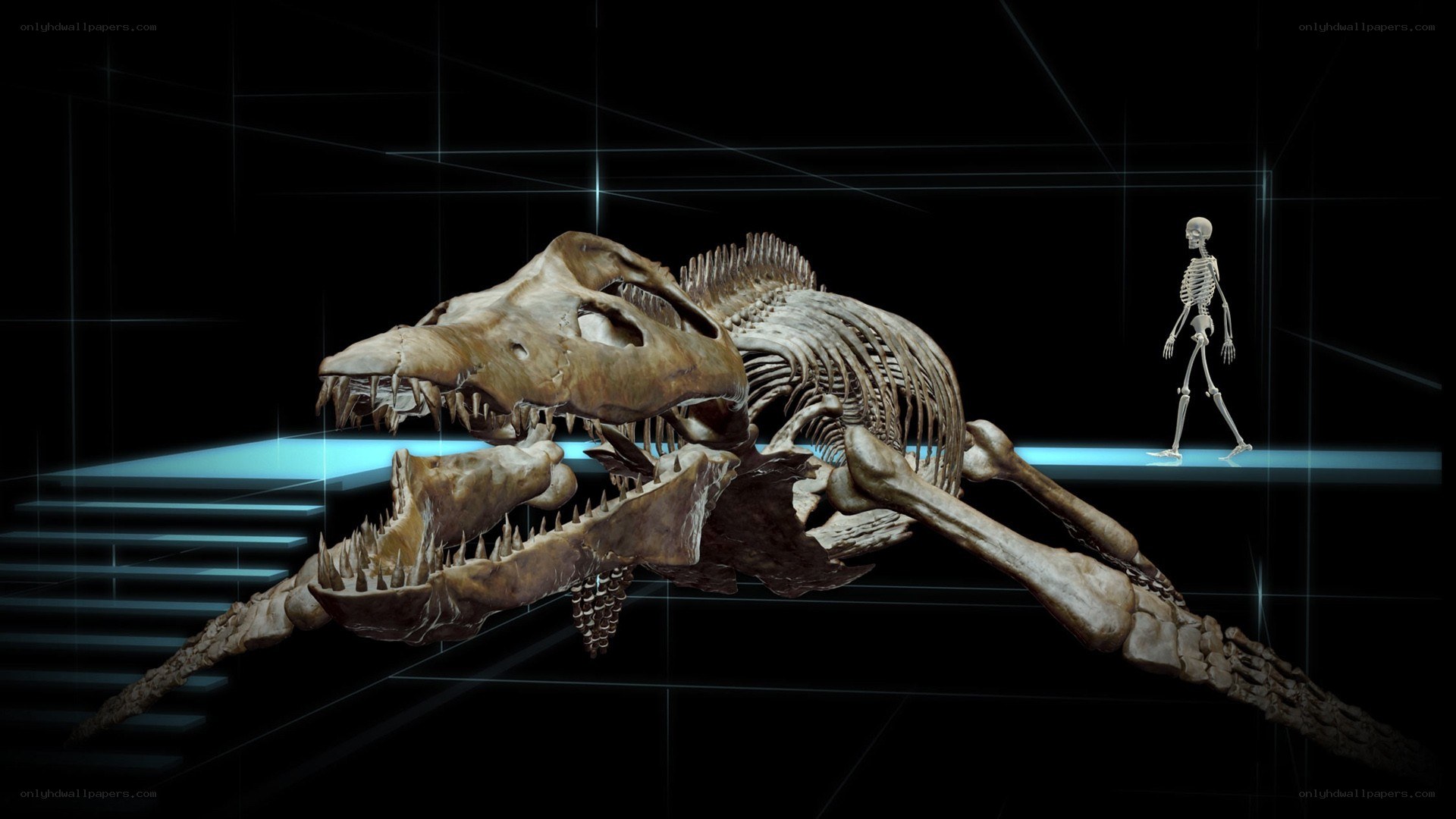 Dinosaur skeleton with human figure