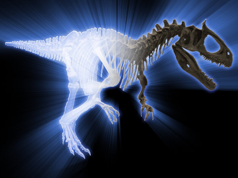 Dinosaur skeleton x-ray
