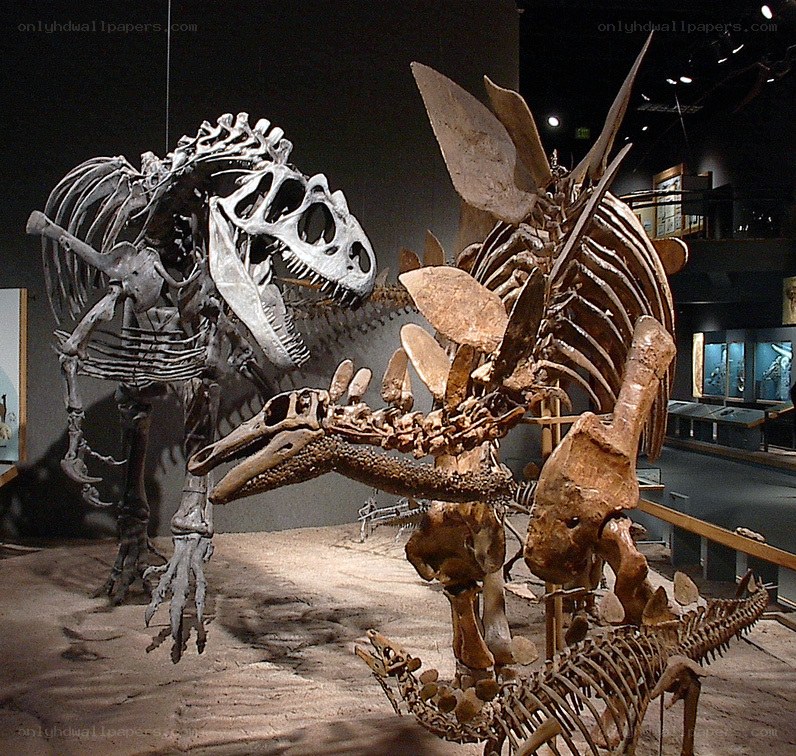 Dinosaur skeletons in museum