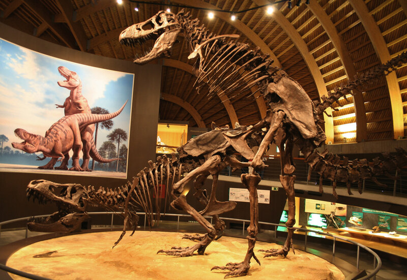 Dinosaur skeletons in museum