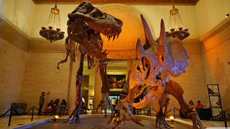 Dinosaur Skeletons in Museum — Brown, Dramatic