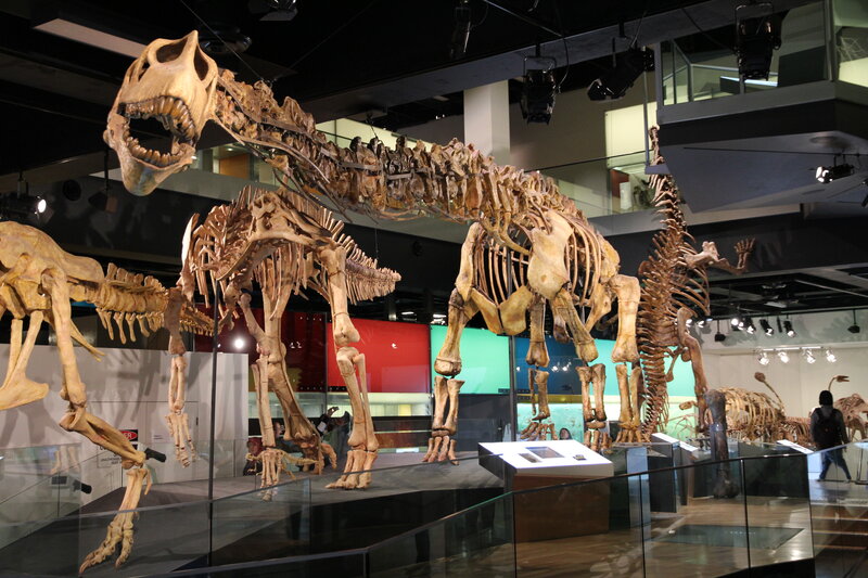 Dinosaur Skeletons in Museum — Brown, Educational