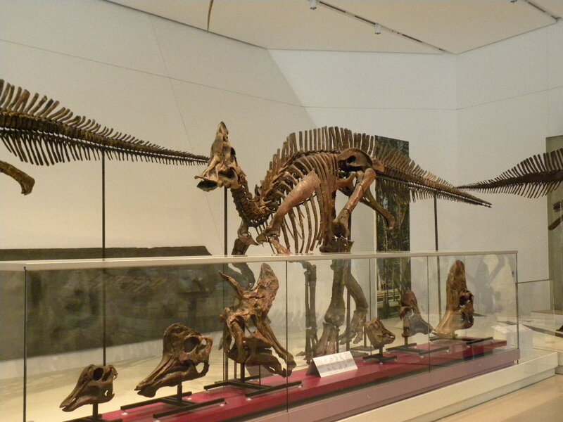 Dinosaur Skeletons in Museum — Brown