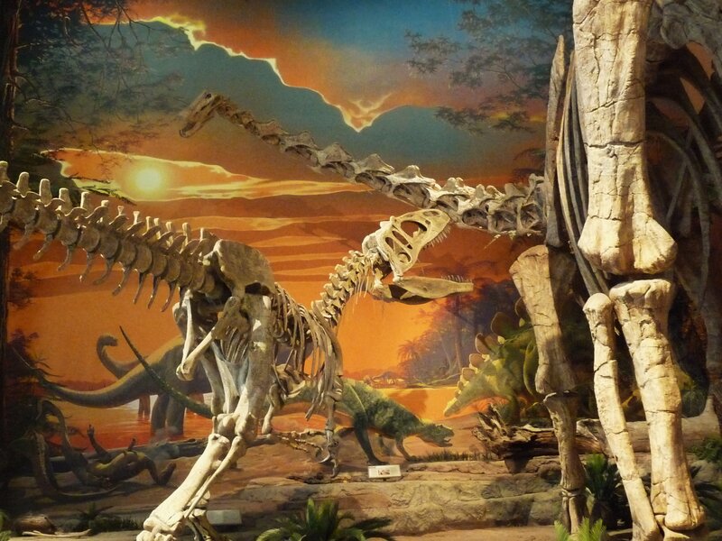 Dinosaur Skeletons in Museum — Orange