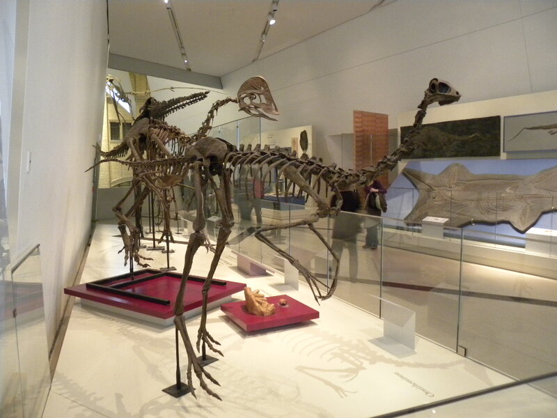Dinosaur Skeletons in Museum — White