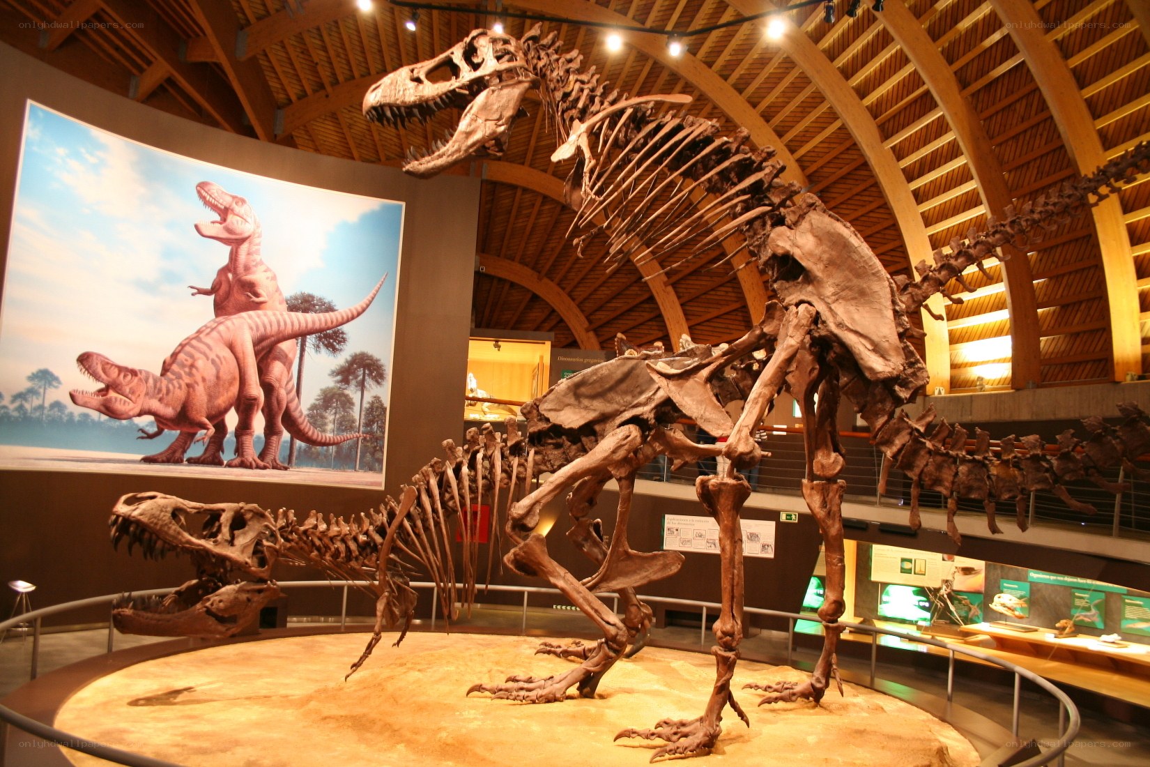 Dinosaur skeletons in museum