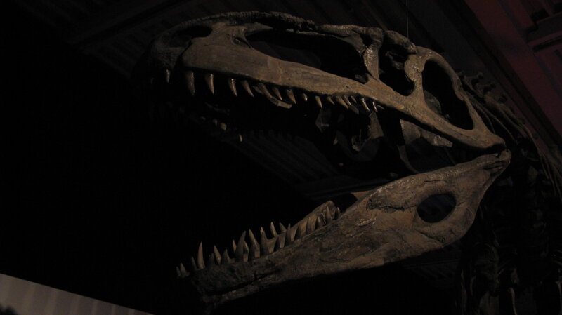 Dinosaur Skull Fossil — Black