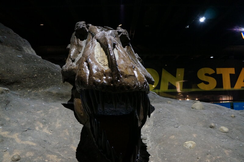 Dinosaur Skull Fossil — Brown