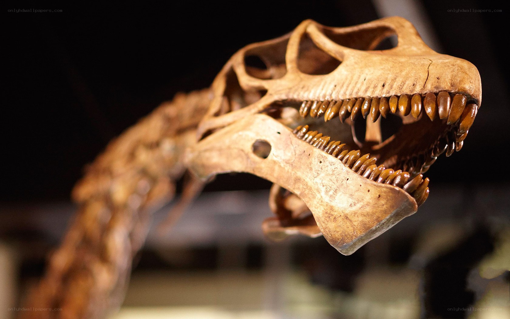 Dinosaur skull fossil