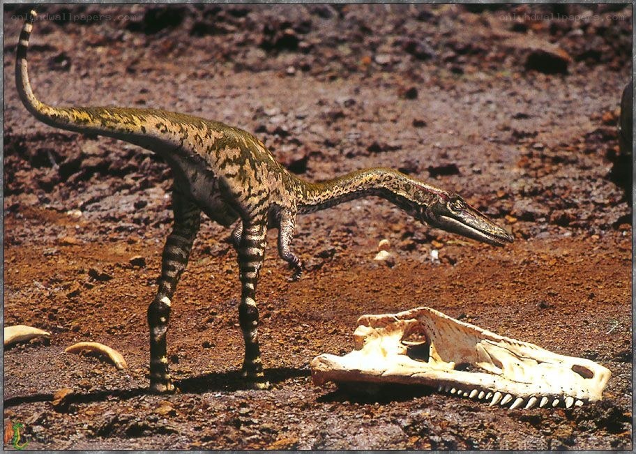 Dinosaur with skull fossil