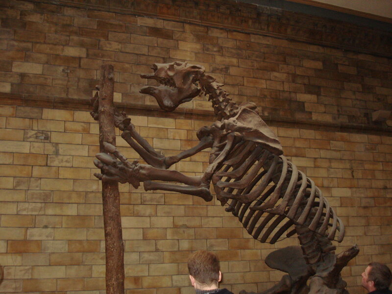 Dinosaurs in a museum