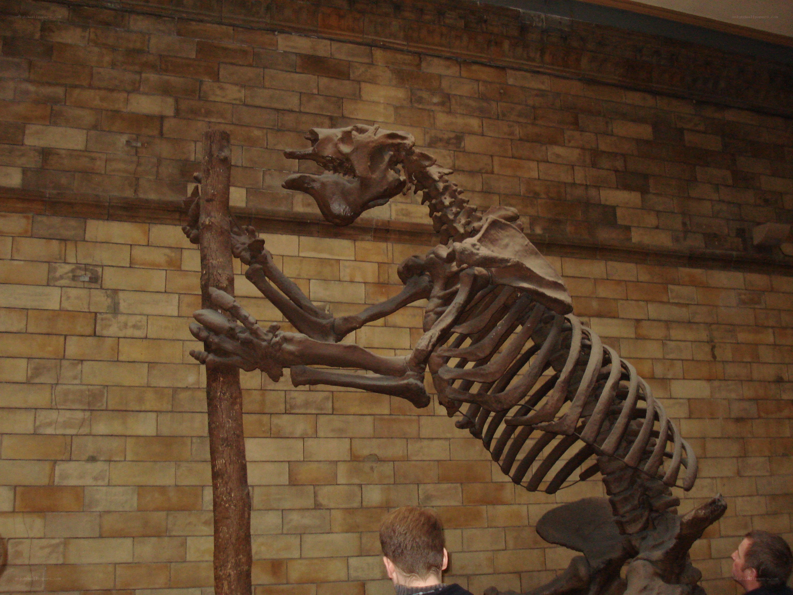 Dinosaurs in a museum