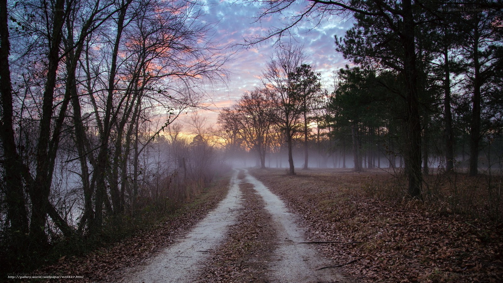 Dirt path at dawn in the woods
