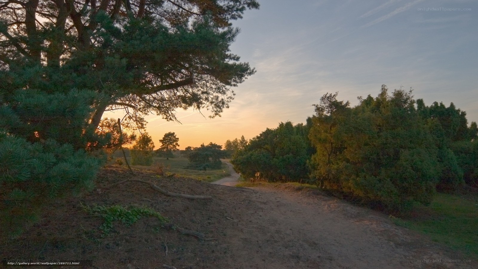Dirt path at sunset in forest