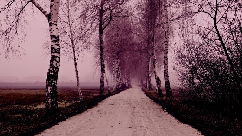 Dirt Path Between Birch Trees