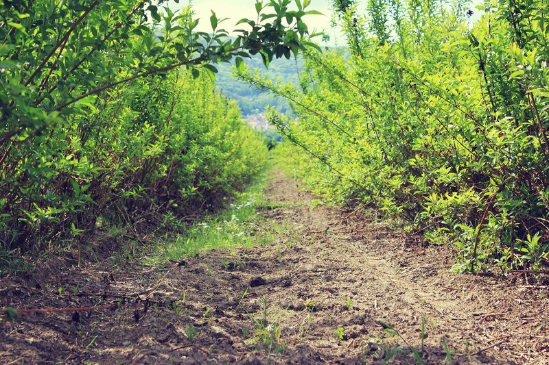 Dirt Path Between Bushes