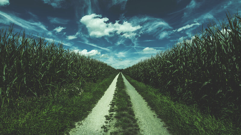Dirt Path Between Cornfields