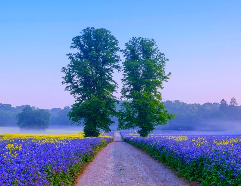 Dirt Path Between Flowers