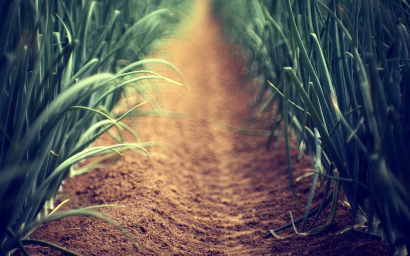 Dirt Path Between Plants