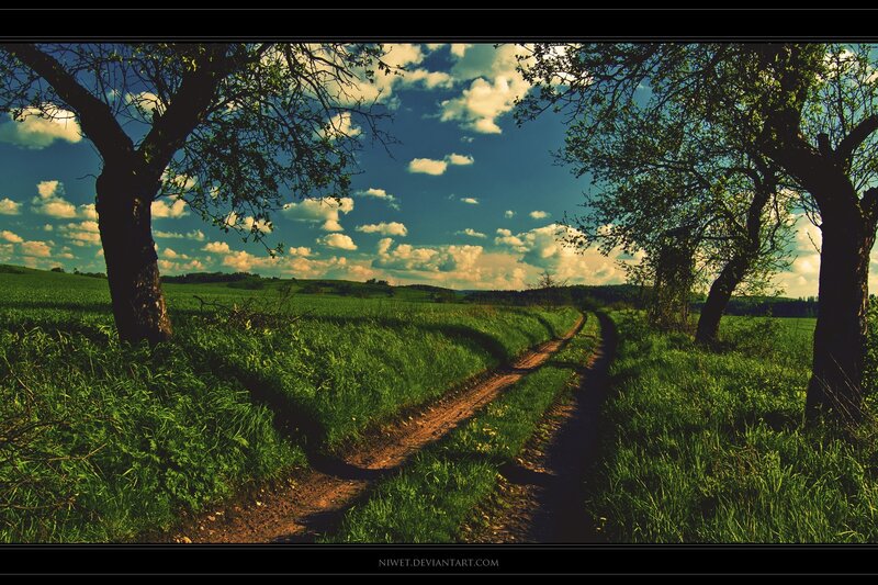 Dirt Path Between Trees — Green, Serene, Afternoon, Photograph, Field