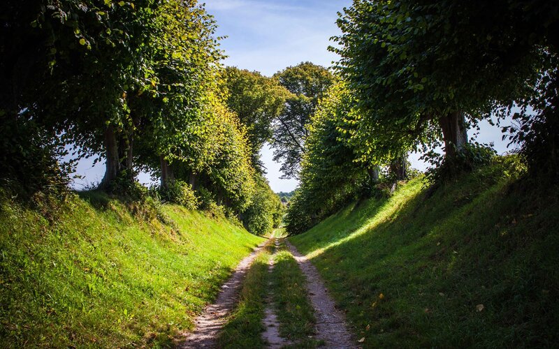 Dirt Path Between Trees — Green, Serene, Afternoon, Photograph, Grass