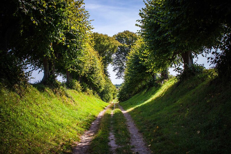 Dirt Path Between Trees — Green, Serene, Afternoon, Photograph