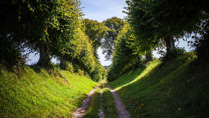 Dirt Path Between Trees — Green