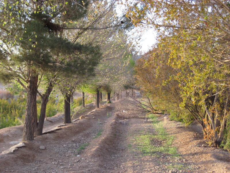 Dirt Path Between Trees