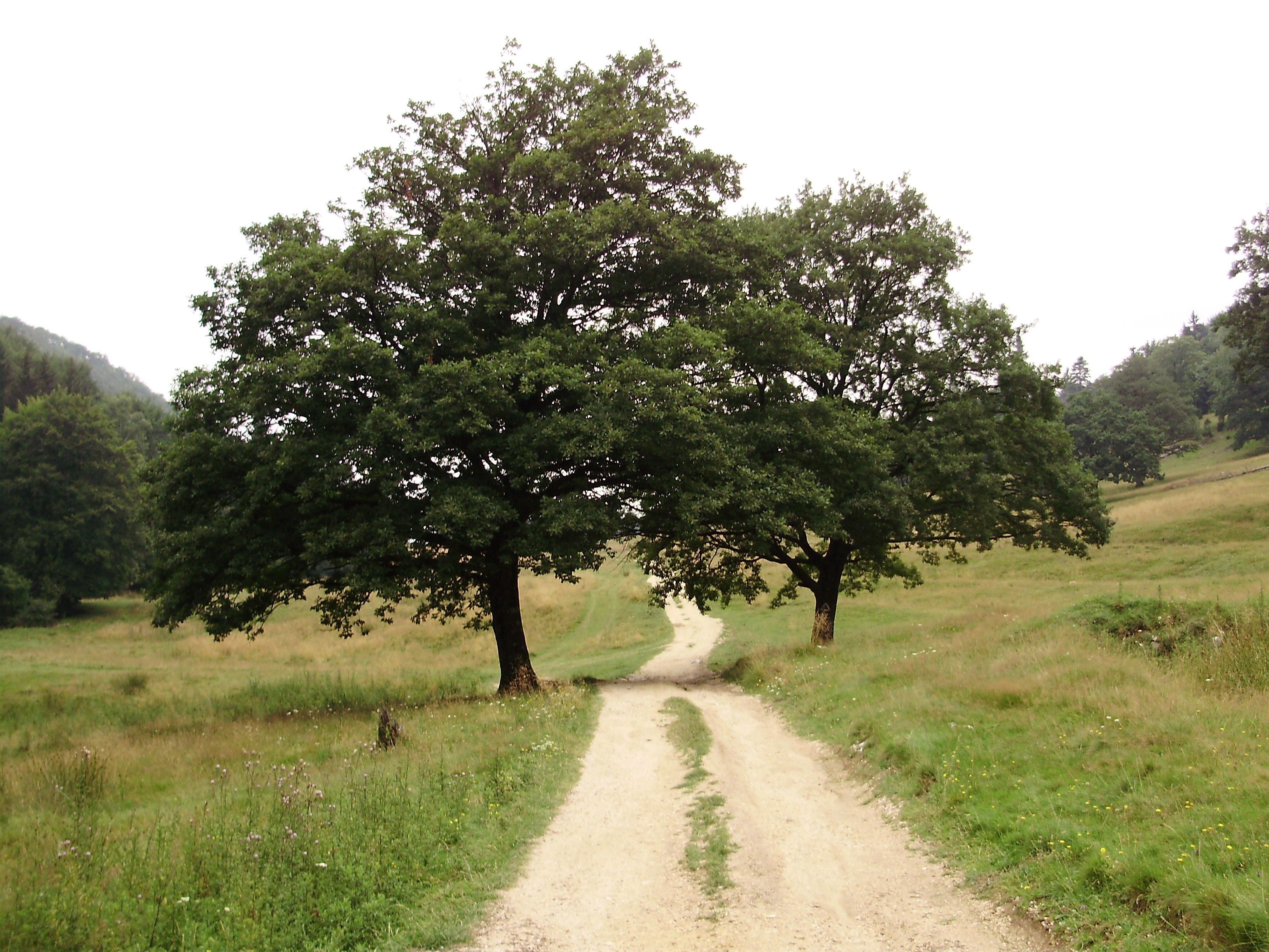 Dirt path between two trees