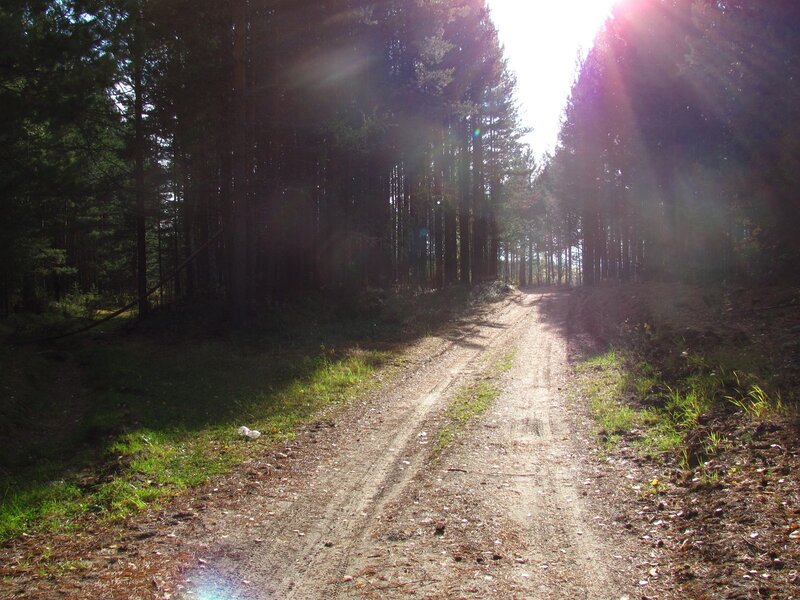Dirt path in a forest