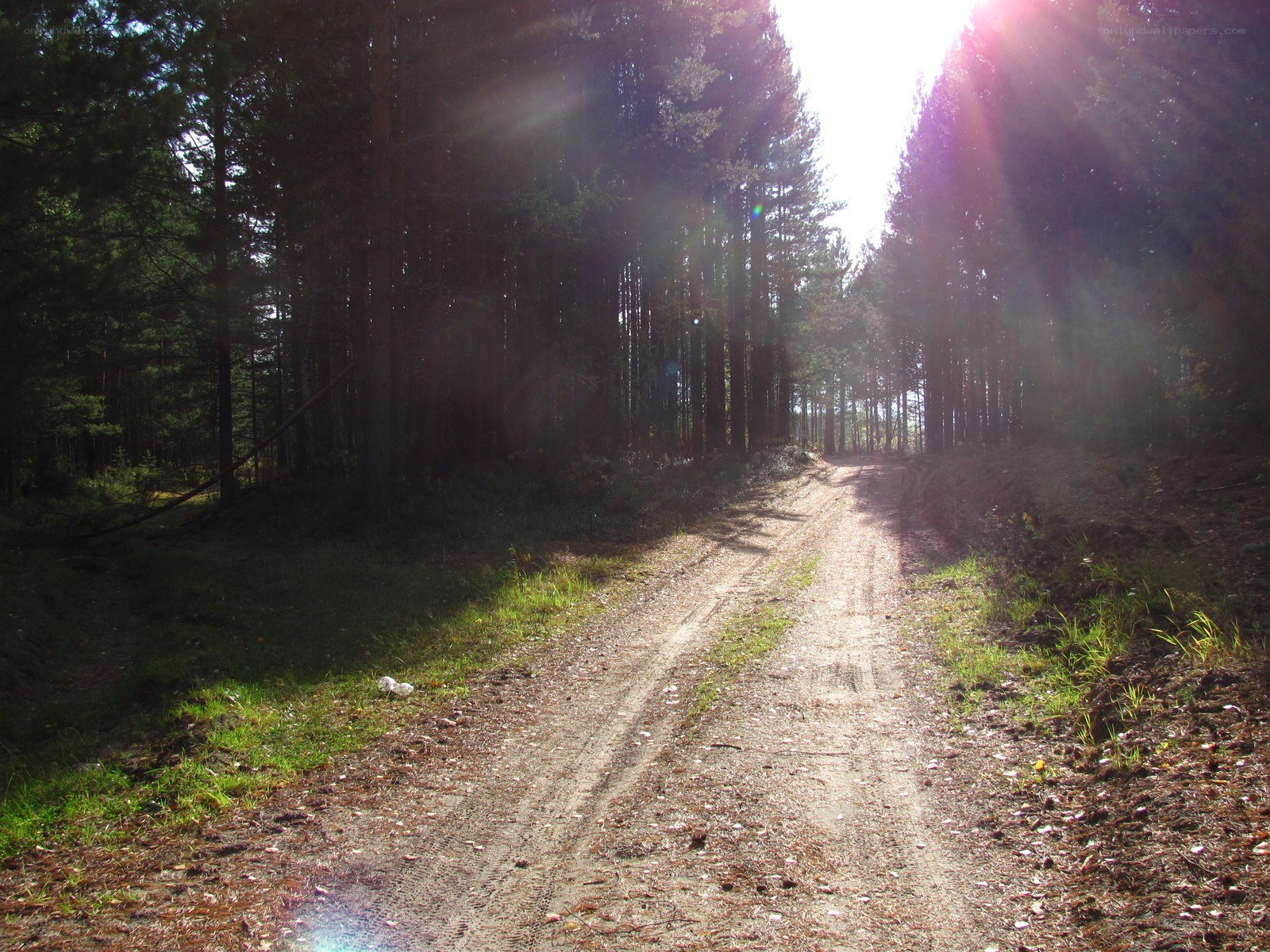 Dirt path in a forest
