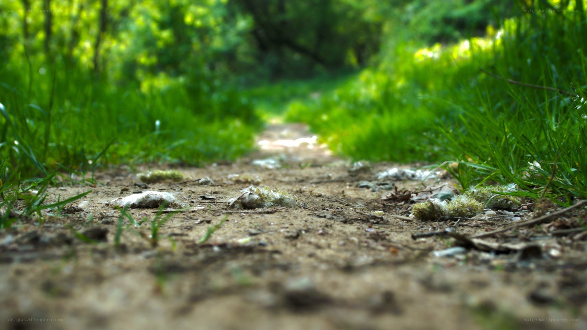 dirt path in a forest