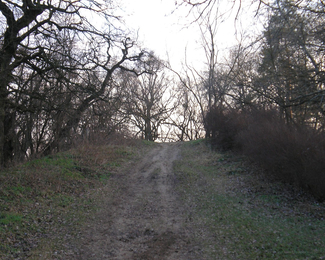 dirt path in a wooded area