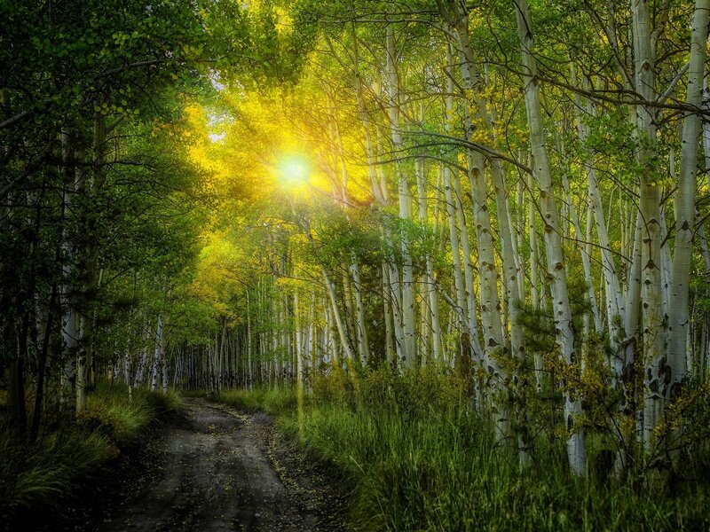 Dirt Path in Aspen Forest — Green, Serene, Afternoon