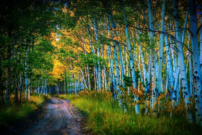 Dirt Path in Aspen Forest — Green, Serene