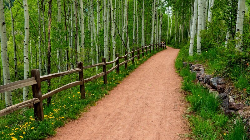 Dirt Path in Aspen Forest — Green