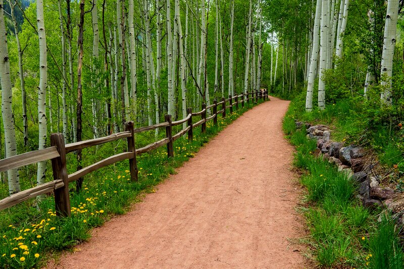 Dirt Path in Aspen Forest