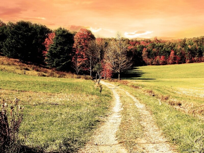 Dirt Path in Autumn Field — Green, Serene