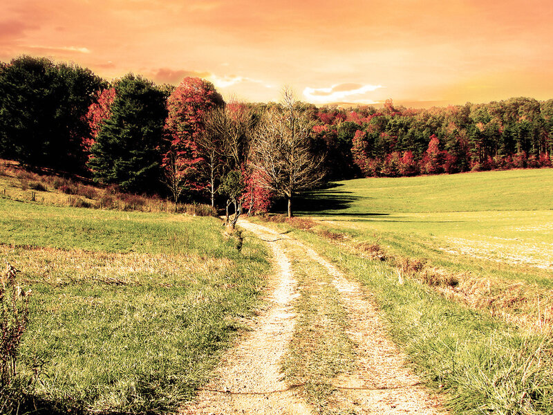 Dirt Path in Autumn Field — Green
