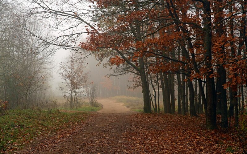 Dirt Path in Autumn Forest — Brown, Misty
