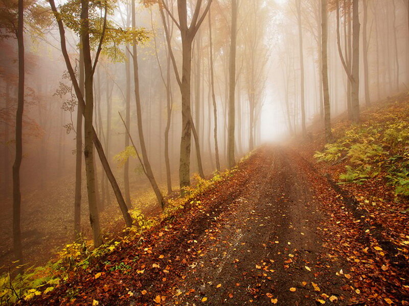 Dirt Path in Autumn Forest — Brown, Serene