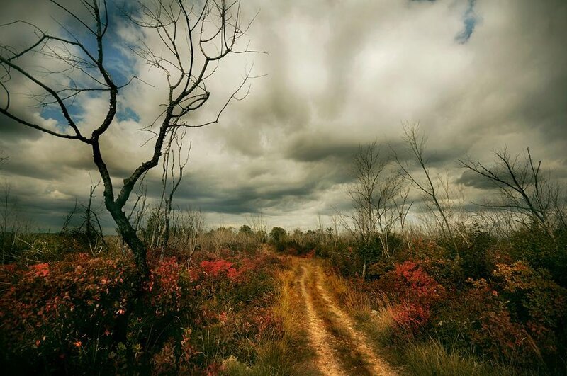 Dirt Path in Autumn Forest — Brown