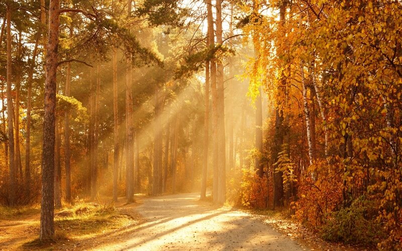 Dirt Path in Autumn Forest — Gold