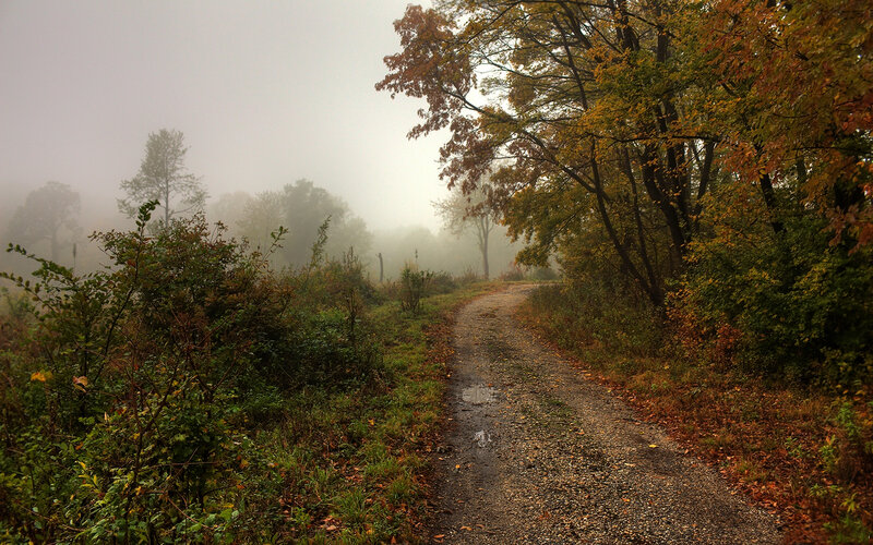 Dirt Path in Autumn Forest — Green, Misty