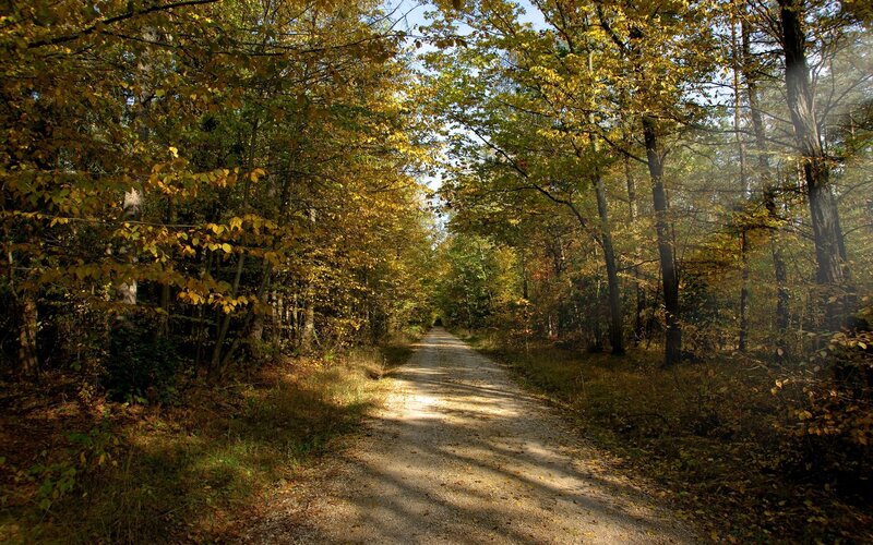 Dirt Path in Autumn Forest — Green, Serene