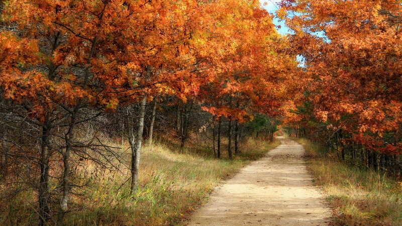 Dirt Path in Autumn Forest — Orange, Serene, Photograph