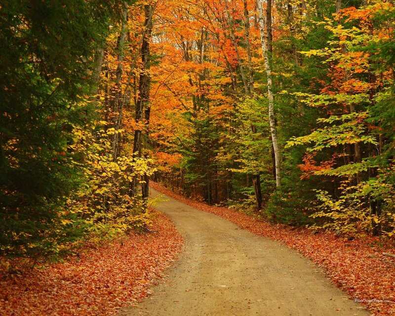 Dirt Path in Autumn Forest — Orange, Serene, Photograph, Trees, Fallen Leaves, Yellow